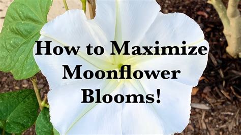 Moonflower Magic: Using the Enchanting Properties for Love and Attraction